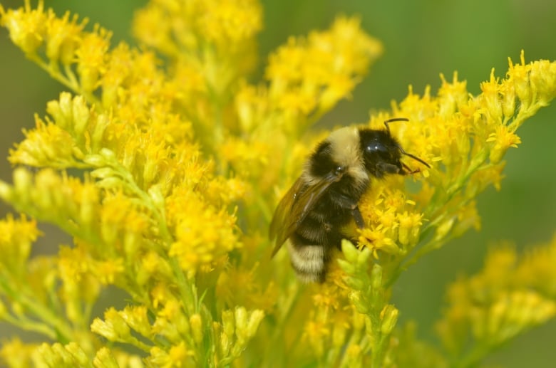 Close-up photograph of a bumblebee sitting on a yellow flower. 