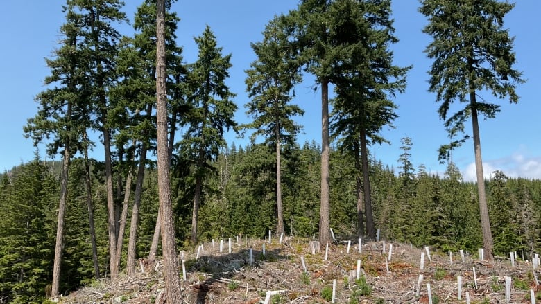 A bunch of trees standing in a cutblock. 