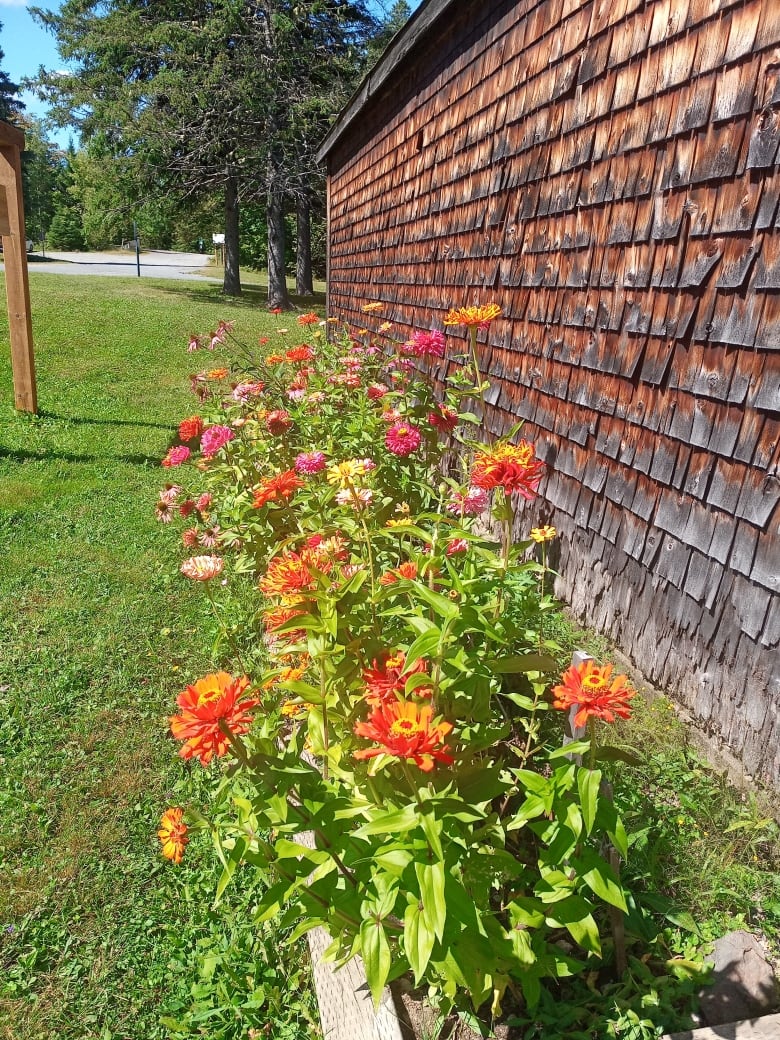 Orange and pink flowers bloom next to a wooden building.