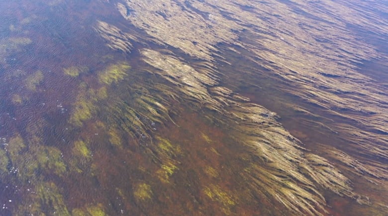 Brownish-green clumps of plants on a water's surface. 