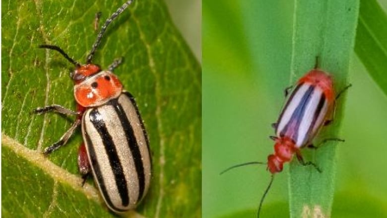 A blakc and white striped beetle with a rust-coloured head sits on a green lef. Next to it is another beetle that looks similar, but is a little smaller.