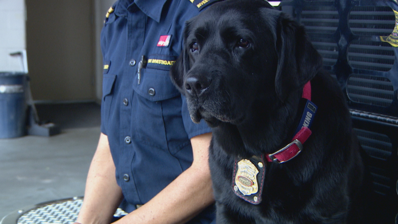 Willow has helped the Calgary Fire Department with more than 80 investigations since joining the team in 2019.