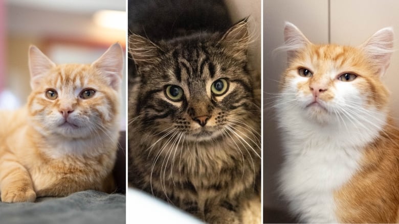 A collage image of three different cats.