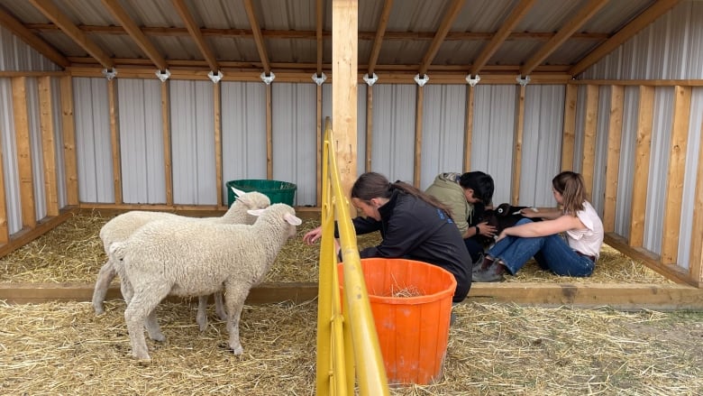 Kids kneel down beside sheep and calves in a pen covered with straw. 