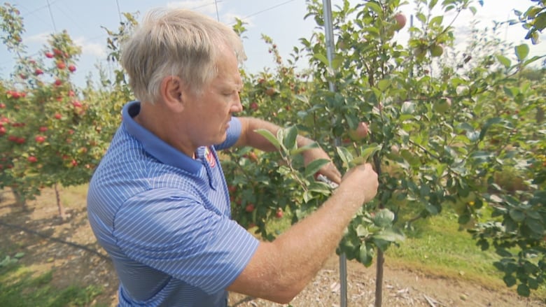 A man prunes an apple tree 