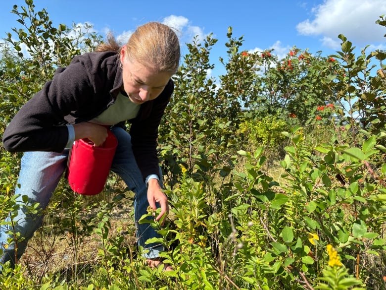 A woman crouches to pick berry. She has a large red container attached to her waist to put the berries in.