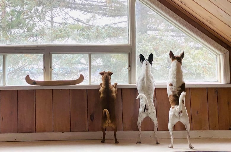 A small brown dog stands next to two other larger dogs, who are all standing on their hind legs looking out a window. 