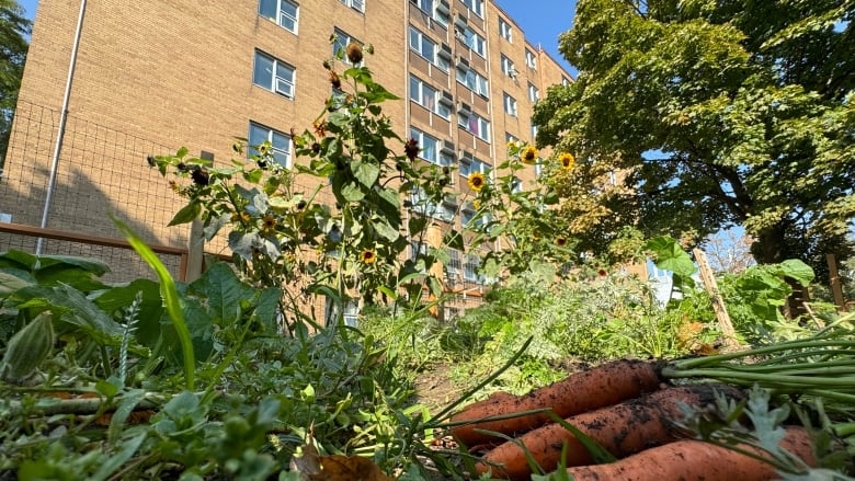 Carrots and sunflowers can be seen inside a vegetable garden with Glengarry apartments in the background.