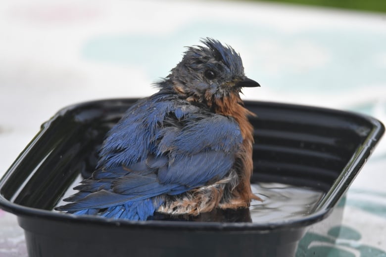 A bluebird sits in a black container of water.