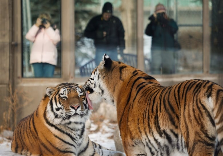 One tiger licks the ear of another.