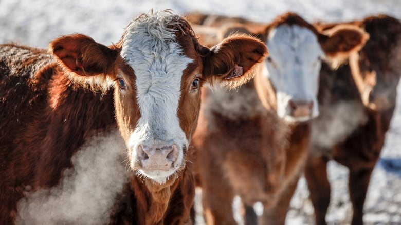 Cattle stand in a pasture.