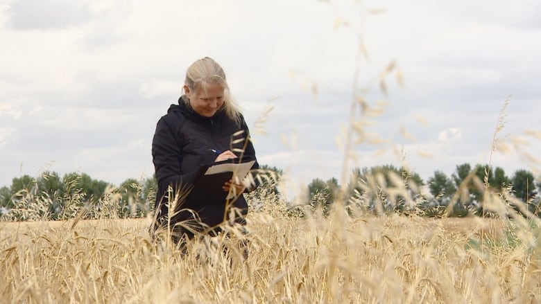 Julia Leeson, a weed monitoring biologist with Agriculture and Agri-Food Canada, takes note of weeds growing in a wheat field near Saskatoon.