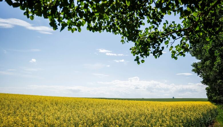 Canola fields in bloom.