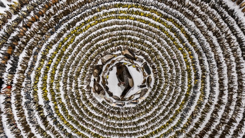 One large dead bird at the centre, surrounded by thousands of smaller ones, all arranged in circular rings. 