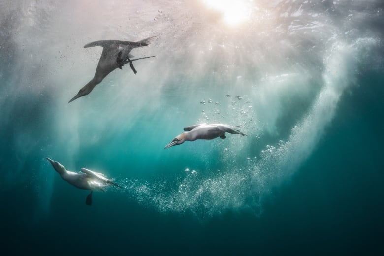 An underwater photo shows a trio of long gray birds, pictured from below as they swoop through the blueish green water and leave bubbly trails in their wake, while the sun shines through the surface a few feet above.