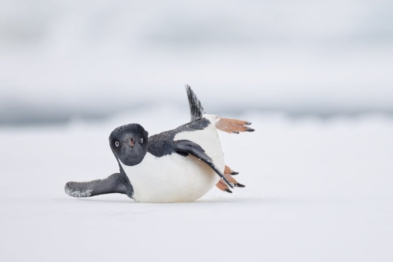 A penguin looks straight into the camera as it slides on its belly, one front wing off to the side, and its two back legs and tail feather stuck up in the air. 