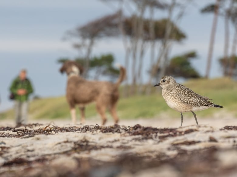 A small black and white bird with long legs is pictured at ground level, in focus, on a beach. Behind it, out of focus, is a dog facing away from the camera, looking at a man walking in its direction. 