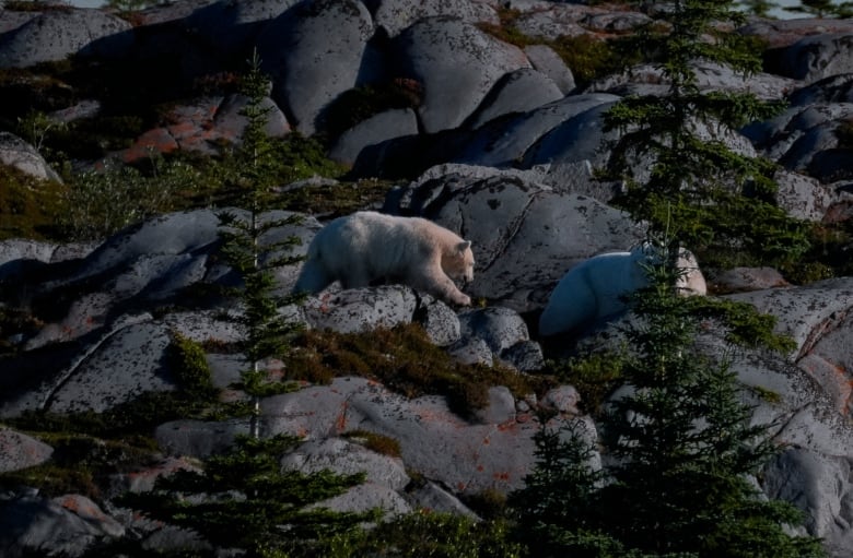 A polar bear walks along rocky ground.