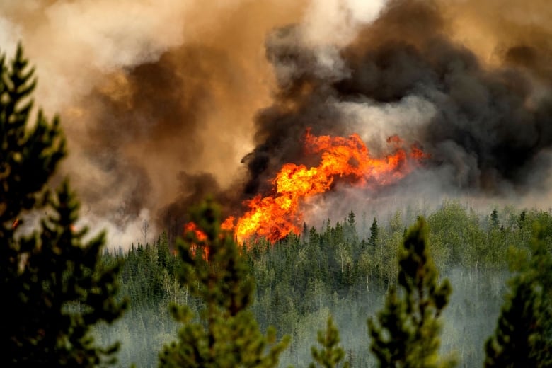 A wide shot of fire and smoke rising from an evergreen forest.