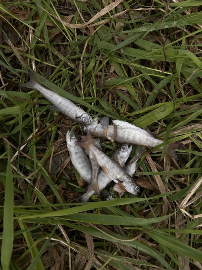 Dead fish lie on a bed of grass.