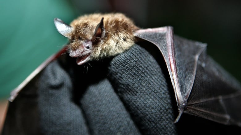 A closeup of a bat in gloved hands.