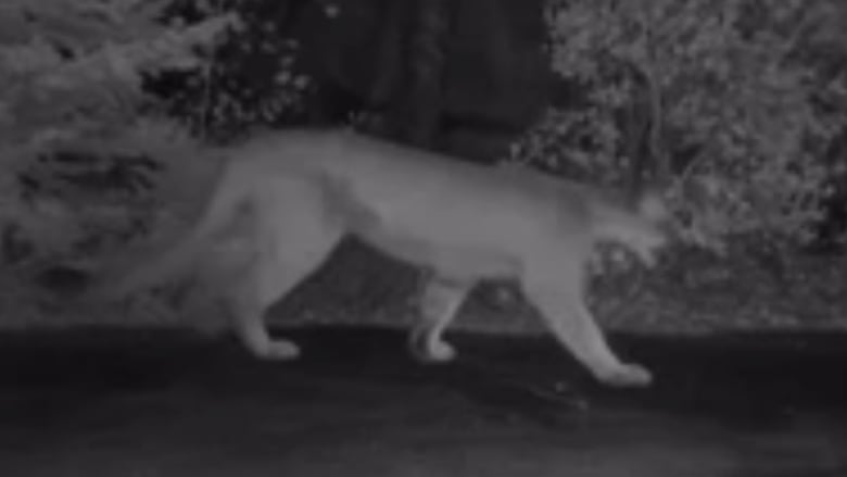 A black and white photo of a cougar from a security camera.