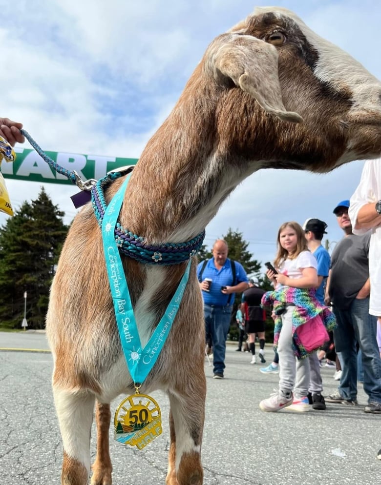 A closeup of a brown goat with a medal around his neck.