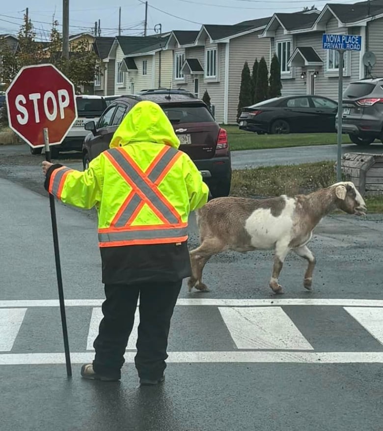 A goat running across a street, a crossing guard holds up traffic. There is another runner behind the goat.