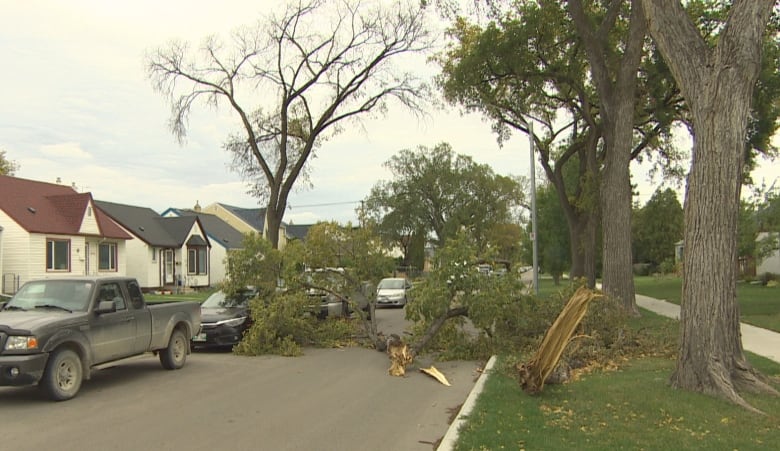 A broken tree limb lies on a street and partially on a car.