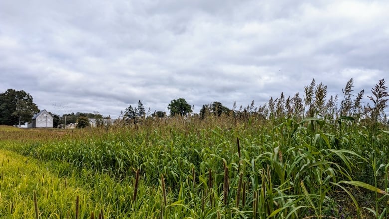 Field of long grass.