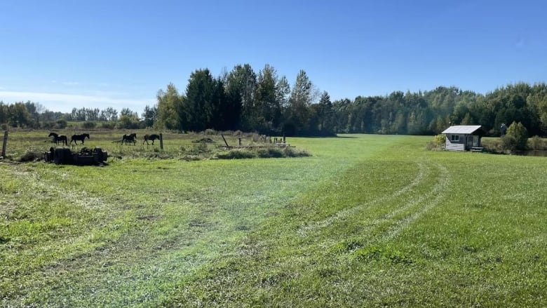 A green farm field on a sunny day. A few horses roam in the distance near a shed.