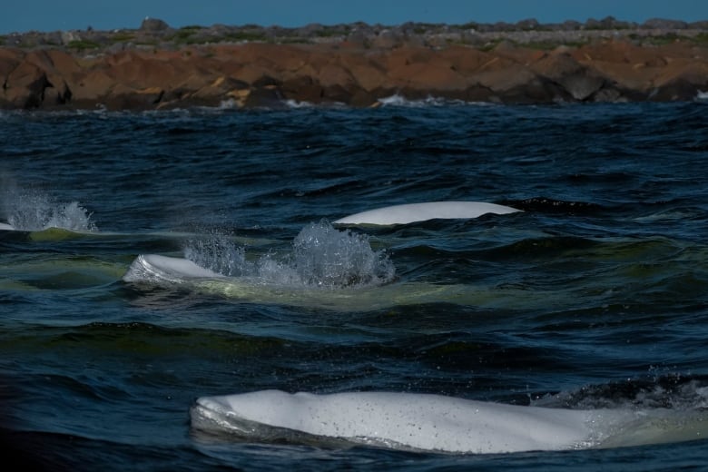 A pod of beluga whales swims in water