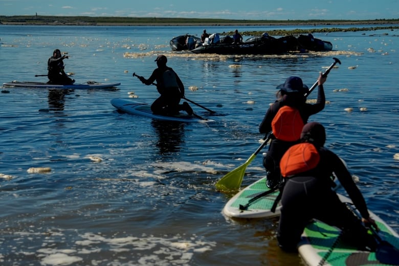 A group of people kneel on paddleboards as they paddle out into water.