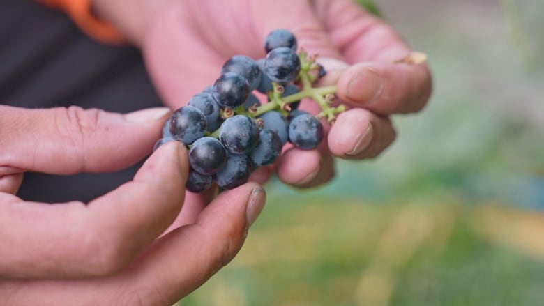 A man's hands are pictured holding a bunch of grapes.