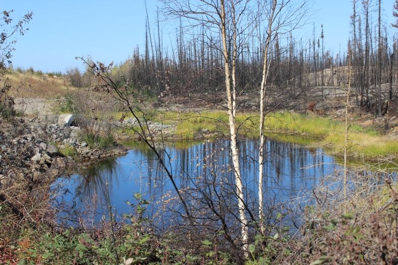 A little pond by a road. A culvert can be seen passing under the road.