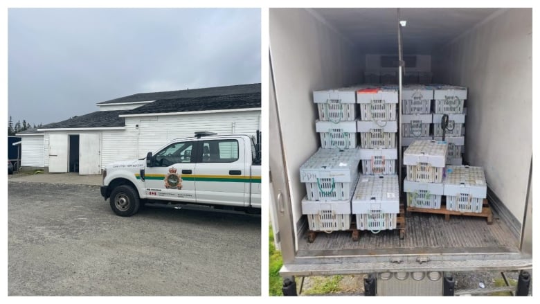 A photo of a Department and Fisheries and Ocean truck is seen next to seized crates of lobster in the back of a cargo truck. 