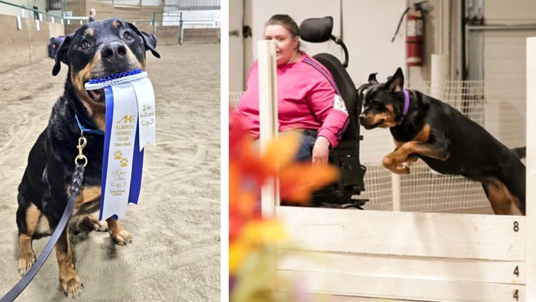 Marla Smith competes with  her service dog Kuno at dog show in Alberta. Kuno proudly holds his ribbon in his mouth.  