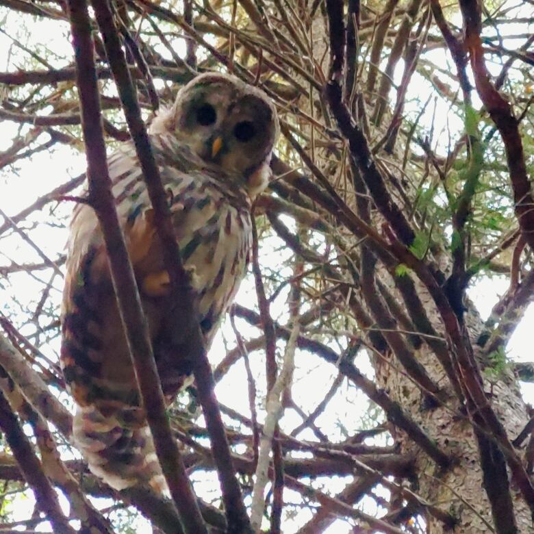 A brown owl sits on a branch, peering down. 