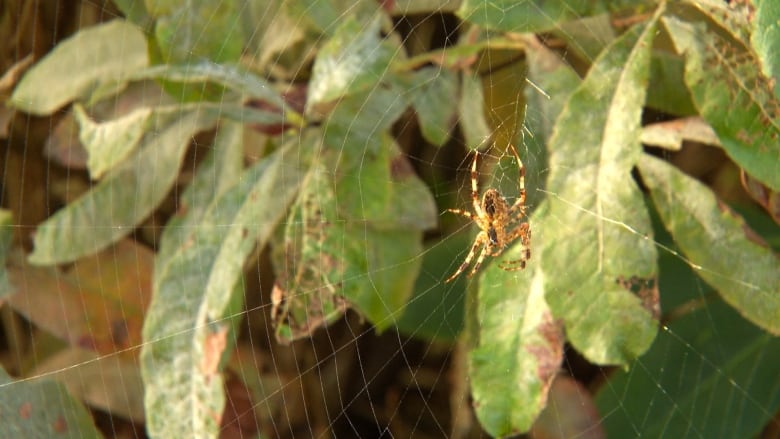 An orb weaver spider on a web among green garden plants.