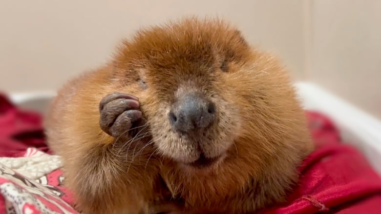 A beaver lies with its hand on its cheek.