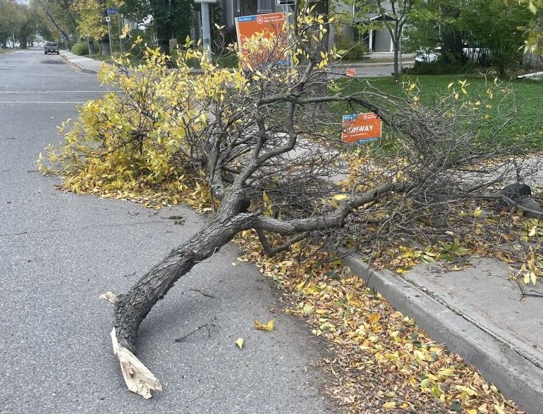 A tree branch lying on the road after wind damage.