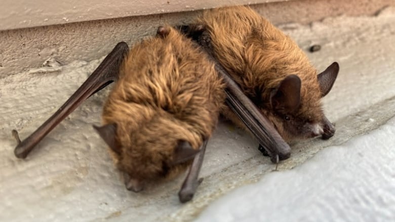 Two brown bats.