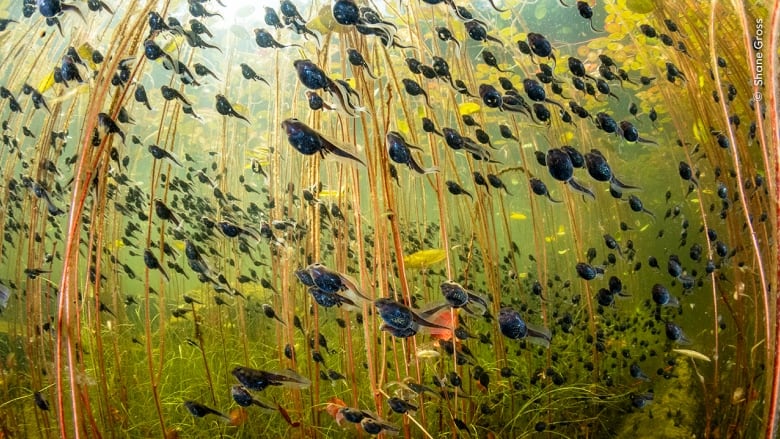 Western toad (Anaxyrus boreas) tadpoles among lily pads in a lake on Vancouver Island, British Columbia, Canada.