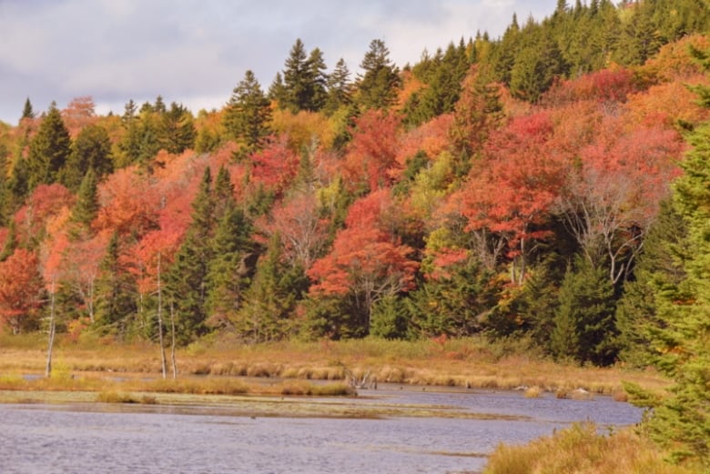 Trees with leaves in the colours of red, yellow and green grow along a river.