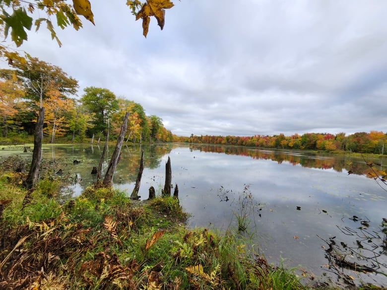 Trees with leaves in the colours red, yellow and green reflect over a pond on a cloudy day.