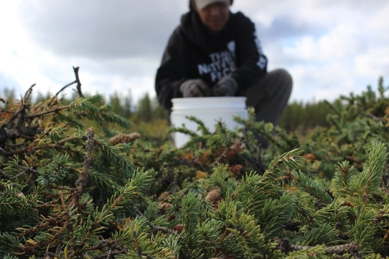 White spruce branches with cones are in the foreground in focus, a man is blurred in the background