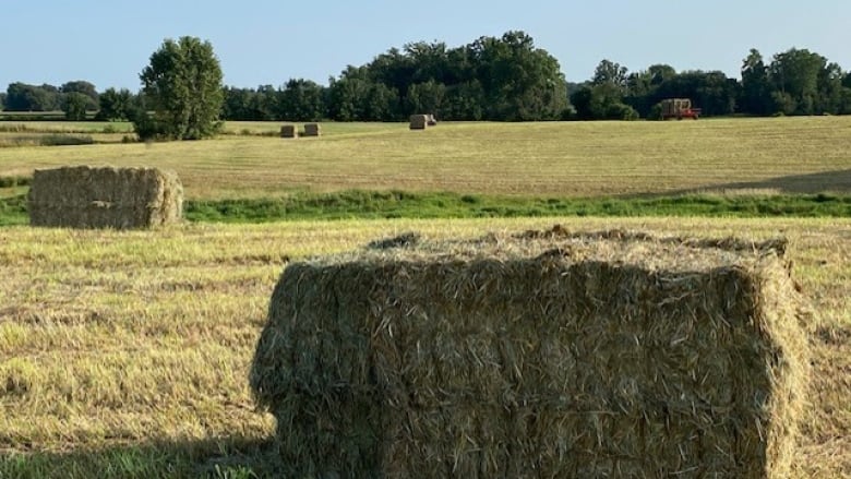 Hay bales sit in an open field on a clear day.