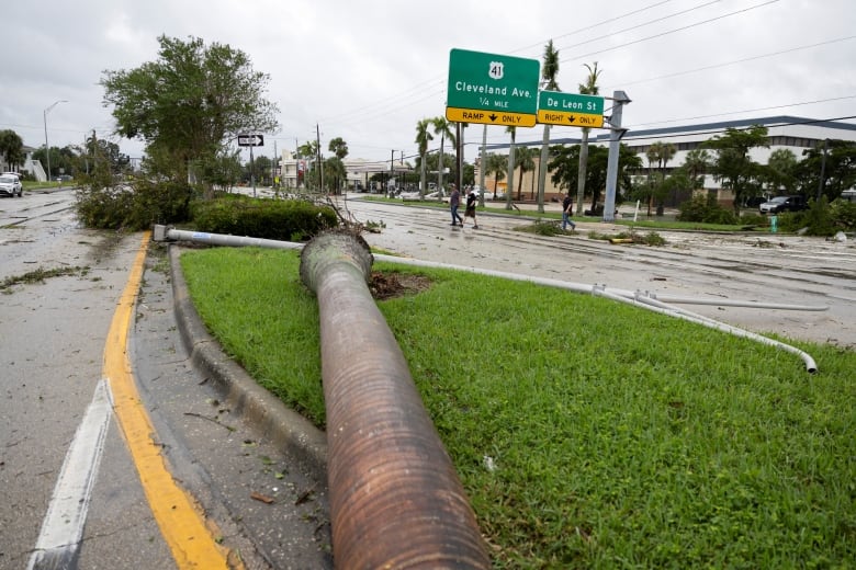 A tornado-downed palm tree is seen in Sarasota, Fla., on Wednesday, Oct .9, 2024, ahead of the arrival of Hurricane Milton.