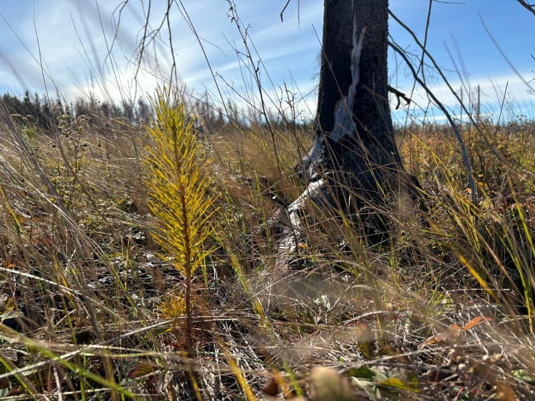 A small tree stands besides a black stump