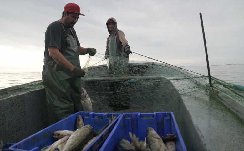 Two commercial fishers are pictured pulling up a net on a fishing boat on a large lake.